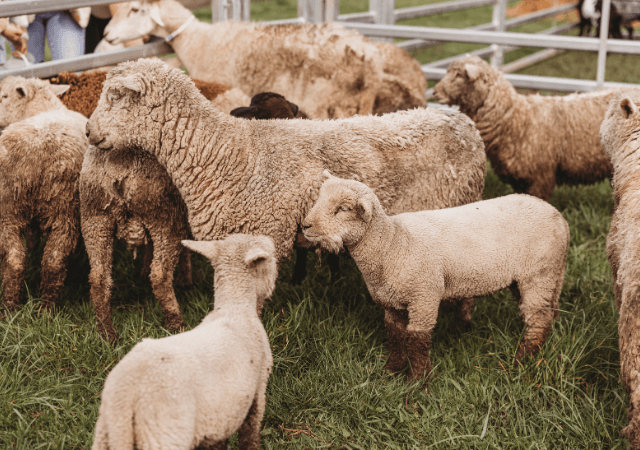 The Giving Farm Harvest Festival